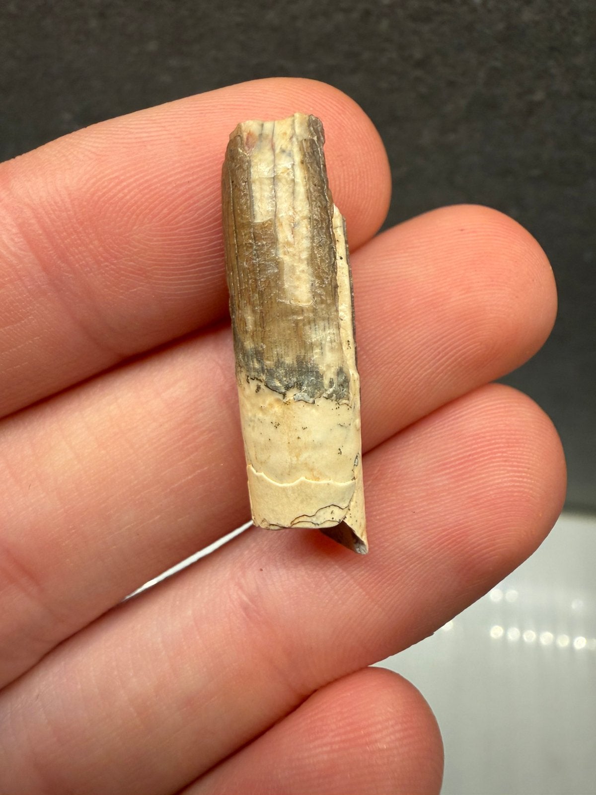 Rebbachisaurus tand (Sauropode), Ophalen of Verzenden, Fossiel
