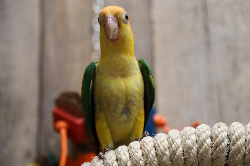 Jonge Baby Roestkop Caique´s | getest | Speels | Handtam, Meerdere dieren, Papegaai, Pratend
