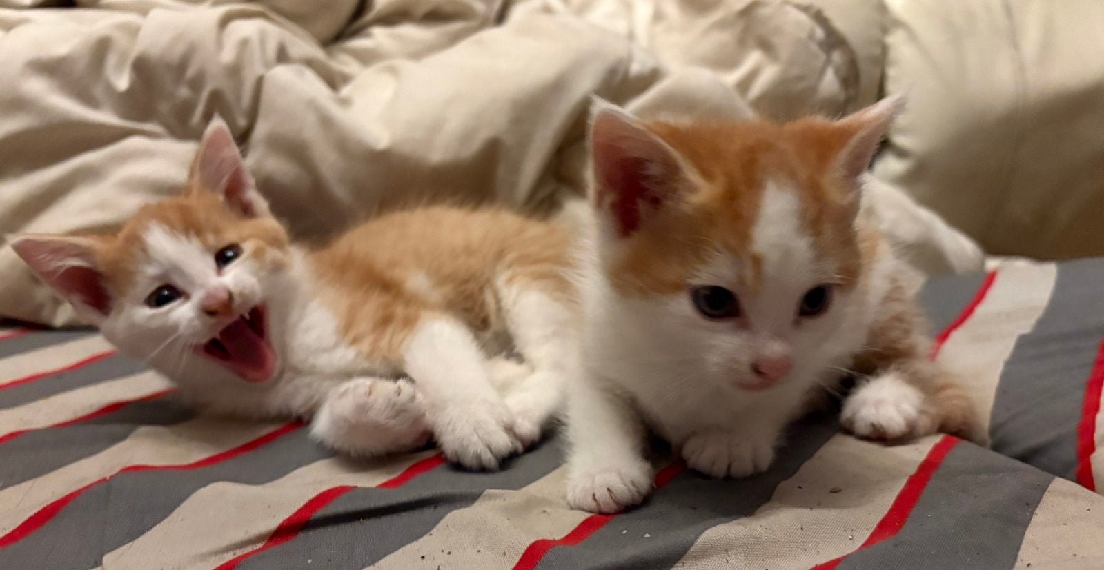 Europese korthaar kittens, Dieren en Toebehoren