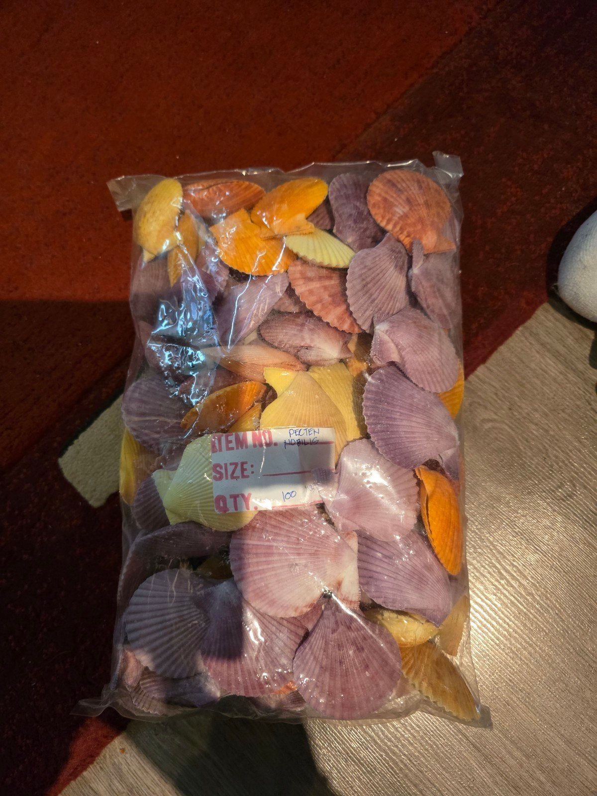 nog een paar zakken met pecten nobilis schelpen 100 stuks, Ophalen of Verzenden, Schelp(en)
