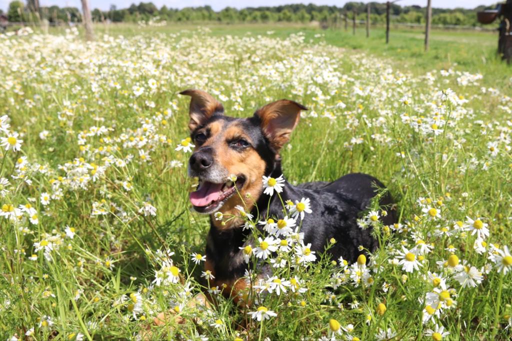 🐾 Honden oppas vakantie aangeboden 🐾, Meerdere, Meerdere dieren, 3 tot 5 jaar, Nederland