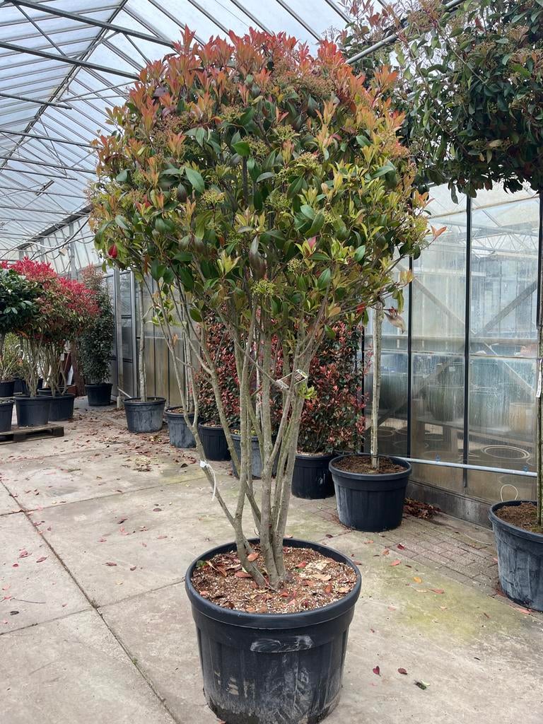 Photinia fraseri 'Red Robin' in pot €495, Ophalen of Verzenden, Overige soorten, Struik, 100 tot 250 cm