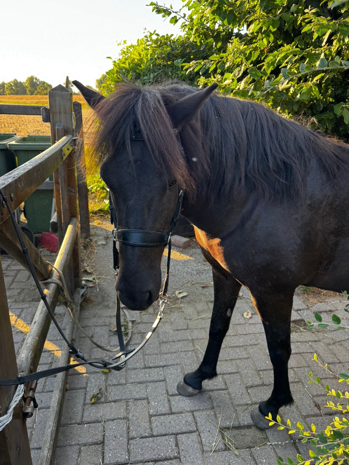 Zwarte Ijslander Merrie, Merrie, Recreatiepaard