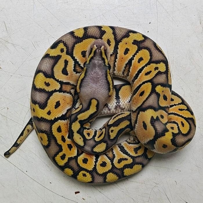 python regius, Slang, 0 tot 2 jaar