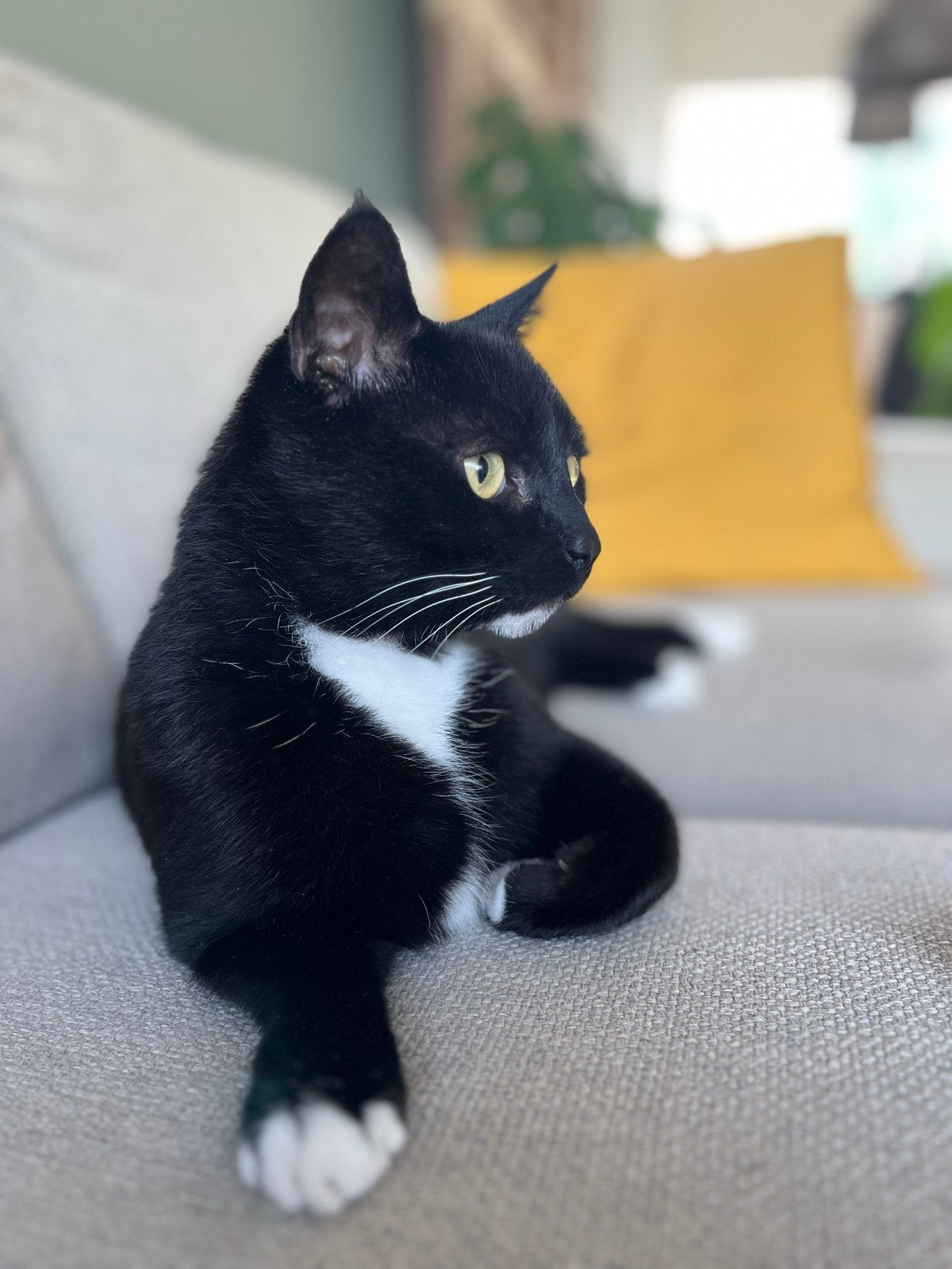 Lieve kroelkat Frodo, Dieren en Toebehoren, Katten en Kittens | Overige Katten, Kater, Kortharig, 6 jaar of ouder