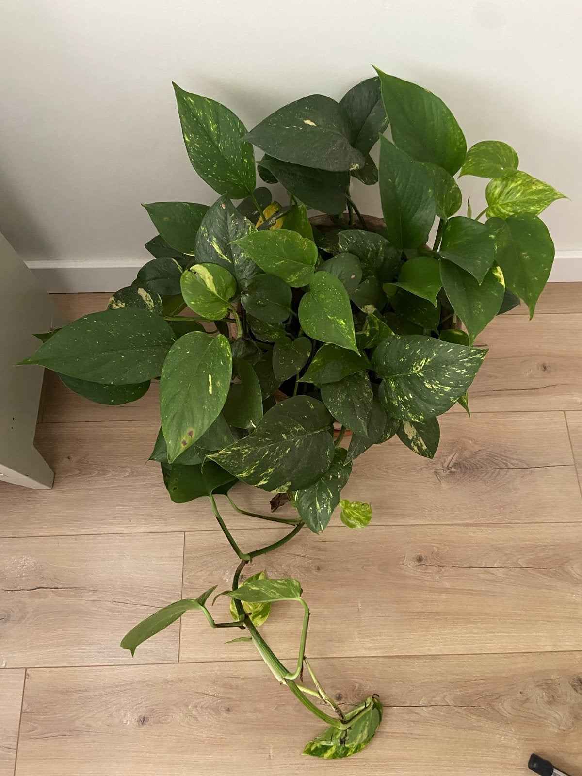 Grote Pathos plant in terracotta pot met schotel, Ophalen, Overige soorten, Halfschaduw, In pot