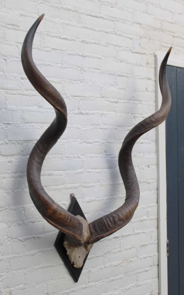 Grote oude schedel KUDU ANTILOPE op zwart houten schild (G)