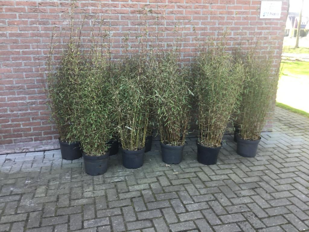 Fargesia Jiuzhaigou 8, niet woekerende bamboe!!!, Tuin en Terras, Ophalen, Bamboe, Haag, 100 tot 250 cm