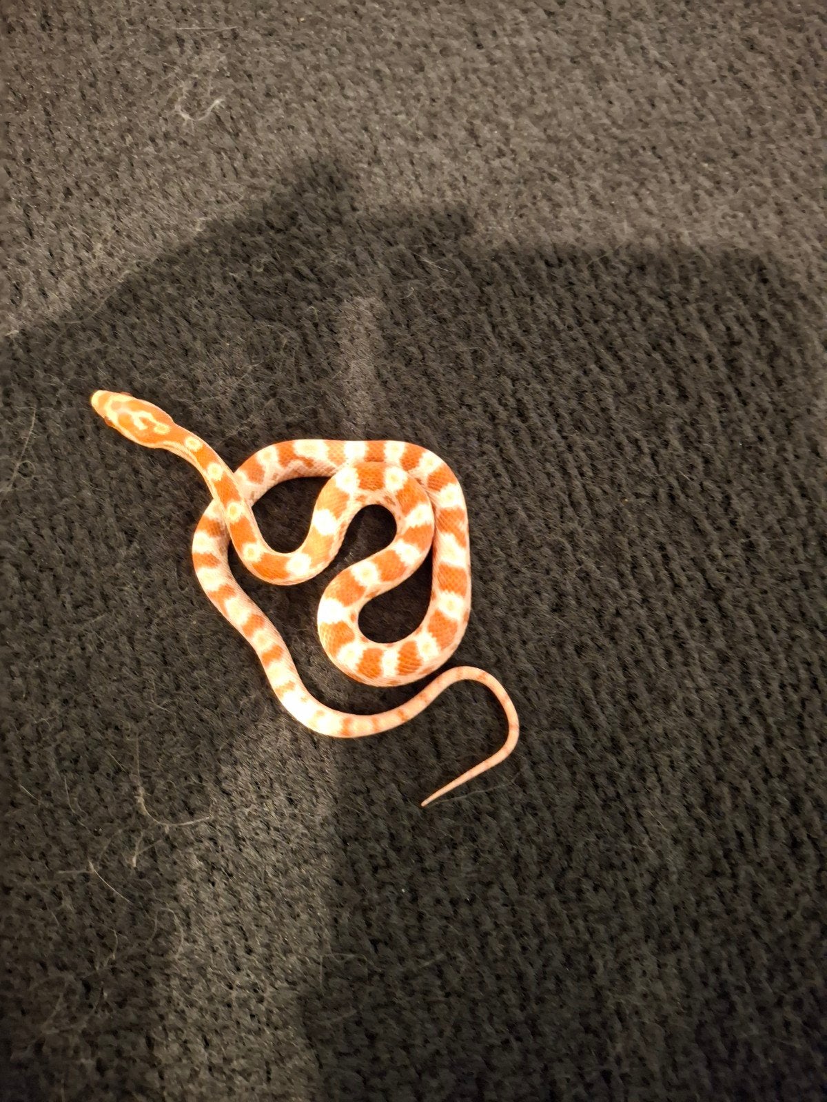 rattenslang baby's (pantherophis guttatus) Corn Snake - female for sale from reptiles4you