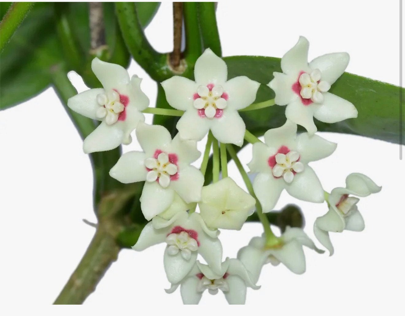 Hoya 'Australis، Hydrocultuur plant, Ophalen, Overige soorten, Halfschaduw, In pot