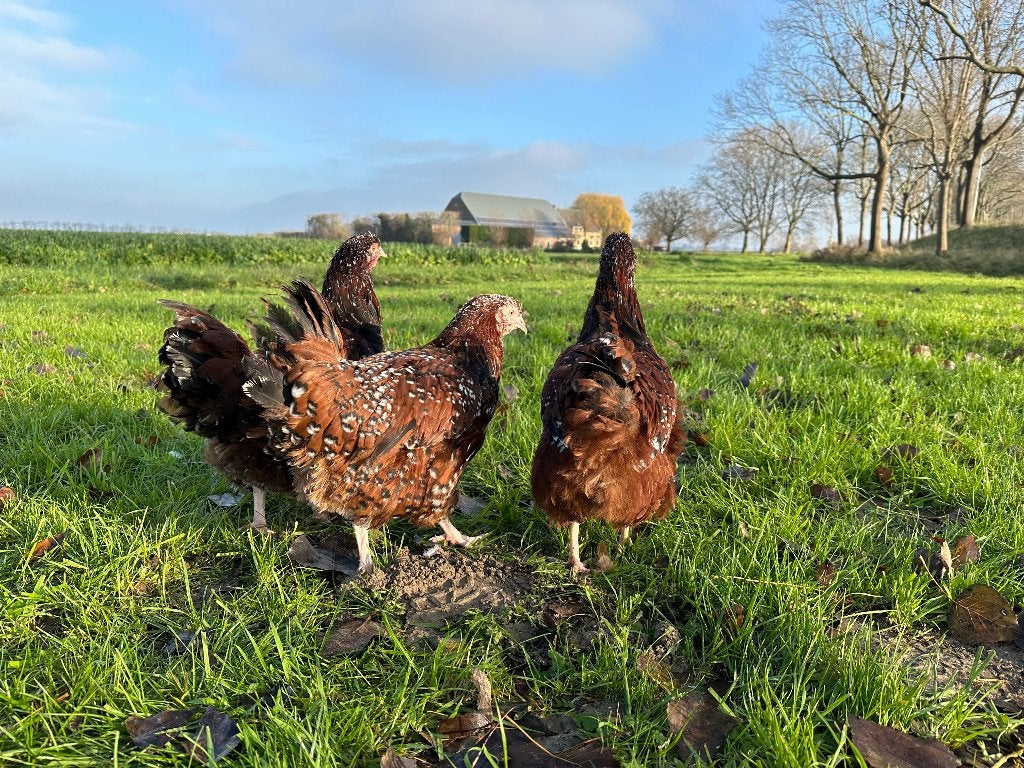 Jonge tamme Orpington kippen gesekst en ingeënt, Dieren en Toebehoren, Pluimvee, Vrouwelijk, Kip