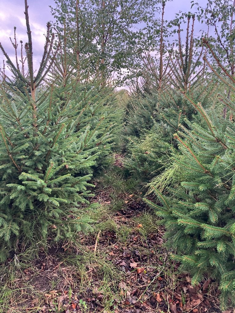 Kerstbomen 160/200, Overige soorten, 100 tot 250 cm, Zomer, Ophalen
