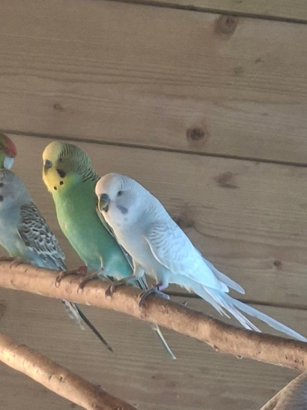 gras parkieten  2 mannen, Dieren en Toebehoren, Mannelijk