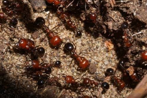 Messor minor hesperius kolonie 40-50W, Dieren en Toebehoren, Insecten en Spinnen, Mieren