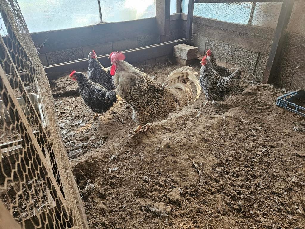 Diverse broedeieren te koop, Dieren en Toebehoren, Pluimvee, Kip, Geslacht onbekend