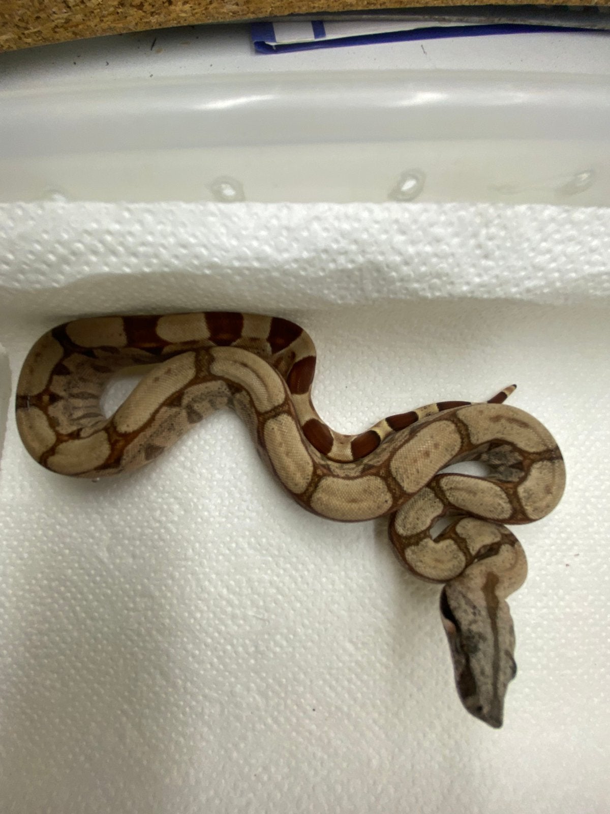 Boa Constrictor nakweek 2026, Slang, 0 tot 2 jaar