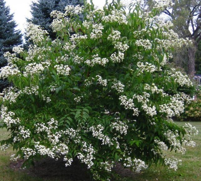 Heptacodium miconioides-7 zonenstruik of kleine boom, Ophalen, Overige soorten, Halfschaduw
