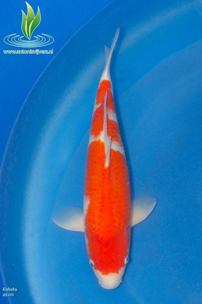 kohaku, Karper of Koi