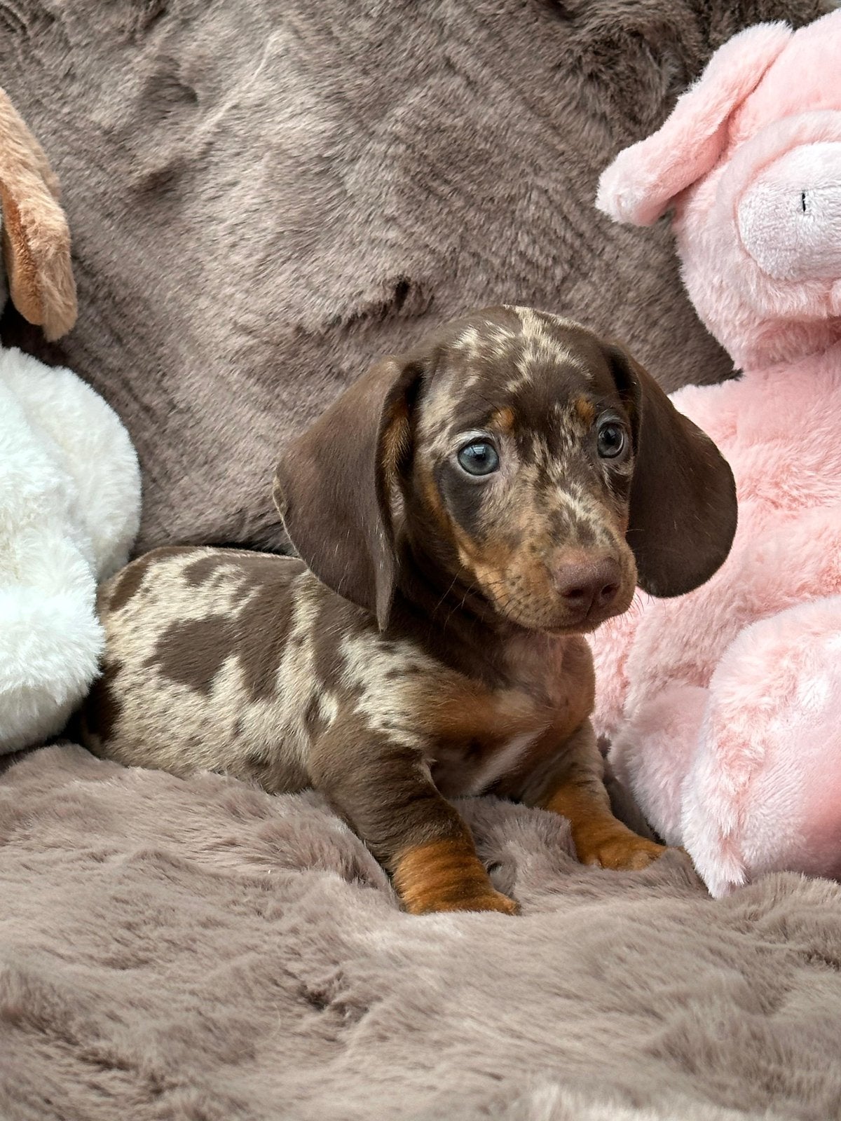 Super Knappe Teckel Pups, 8 tot 15 weken, Korthaar, Dwerg, Parvo