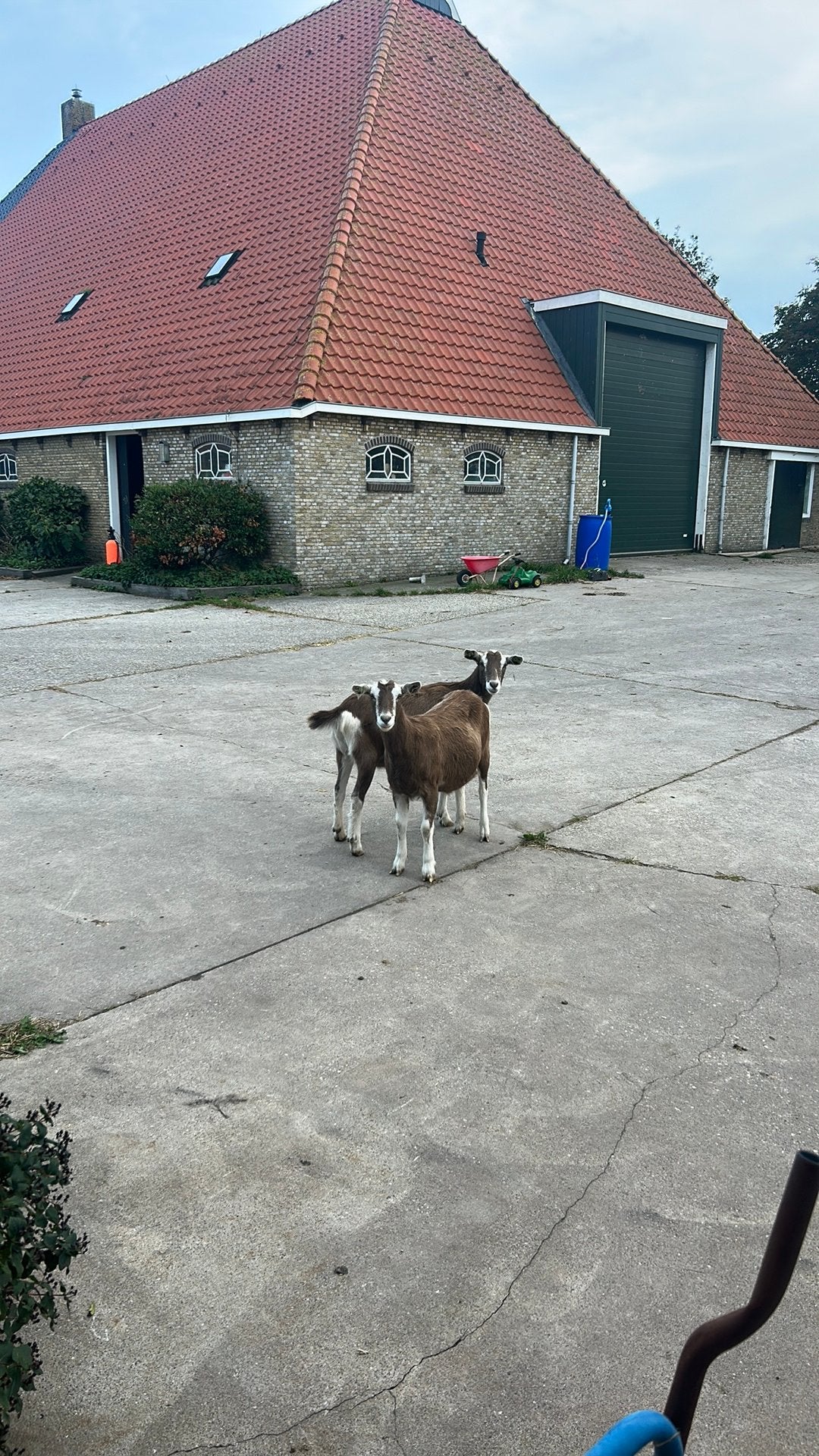 Geiten