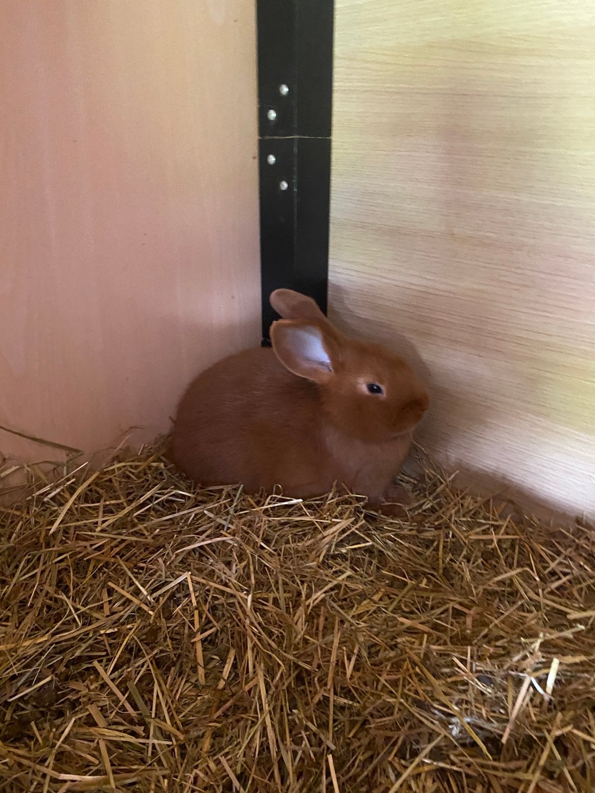 Raszuivere Rode Nieuw Zeelander, Dieren en Toebehoren, Meerdere dieren, Middelgroot, 0 tot 2 jaar