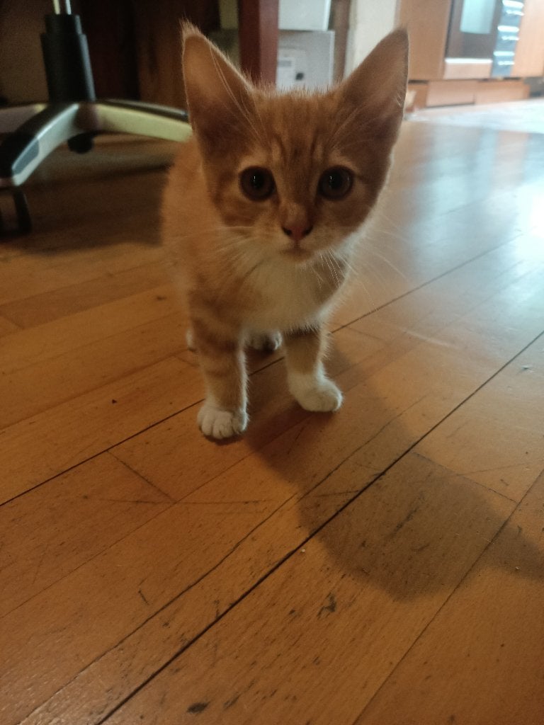 kittens te koop, Dieren en Toebehoren, Katten en Kittens | Overige Katten, Meerdere dieren, Kortharig, 0 tot 2 jaar
