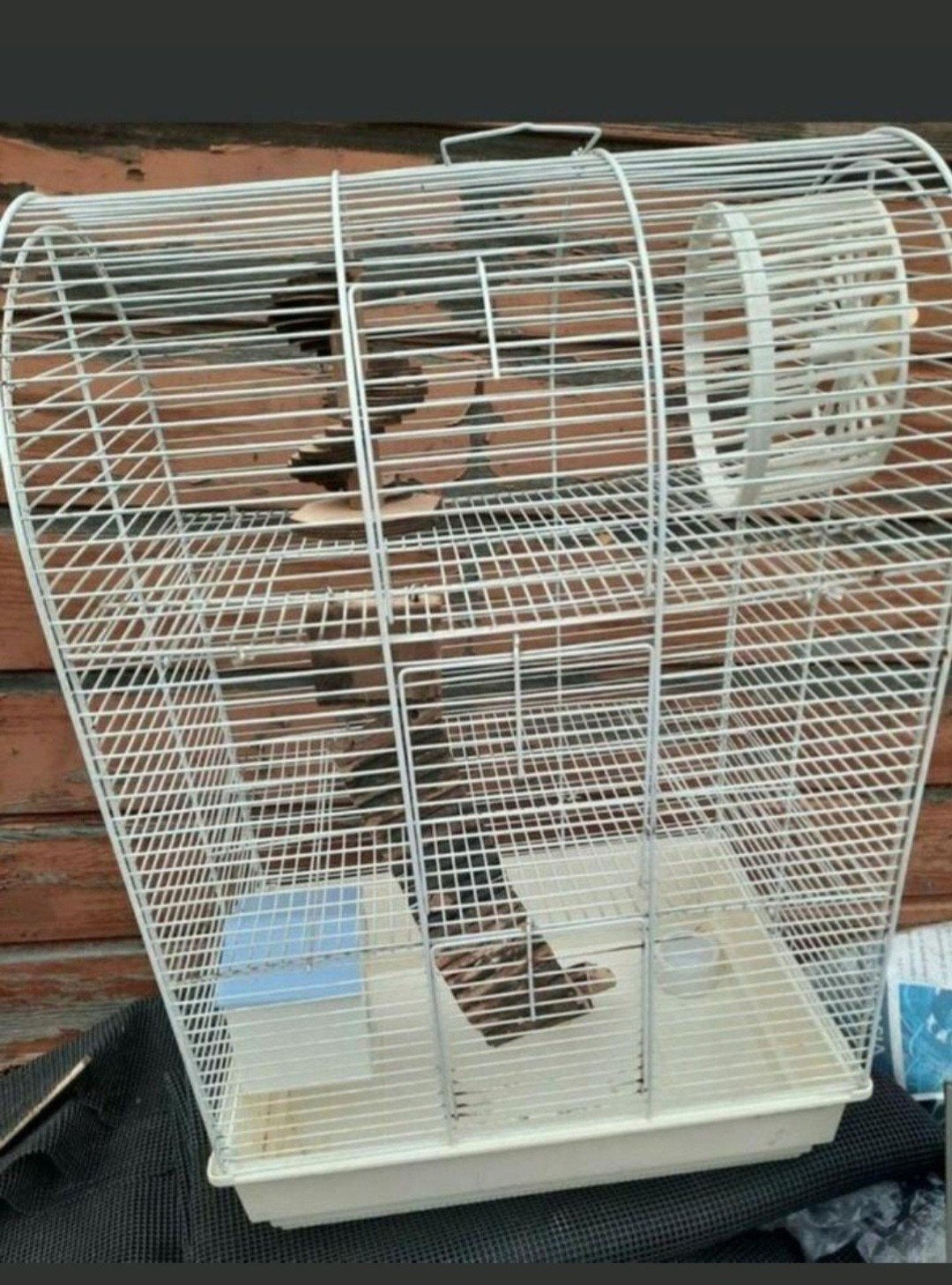 TK hamsterkooi, Dieren en Toebehoren, Knaagdieren en Konijnen | Toebehoren, Ophalen, Zo goed als nieuw, Loopwiel of Rad