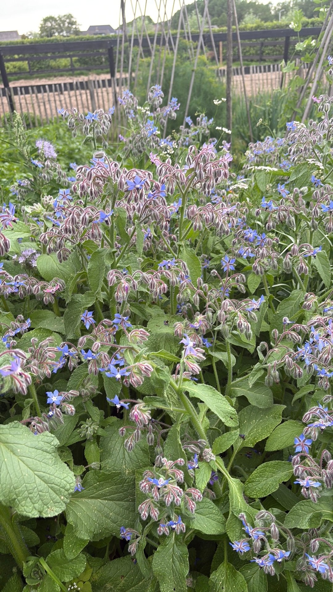 Komkommerkruid, Tuin en Terras, Planten | Tuinplanten, Ophalen, Overige soorten, Volle zon
