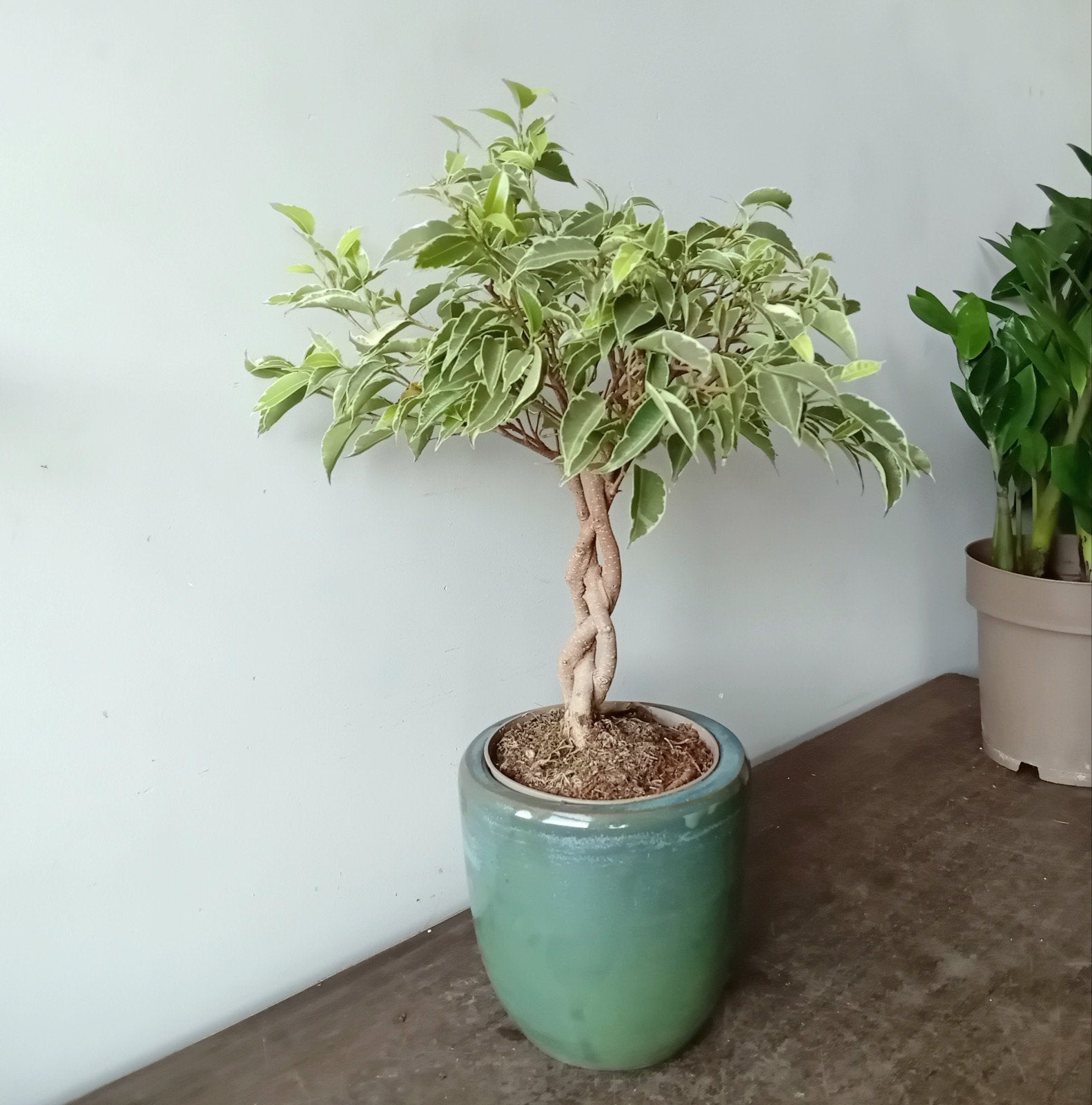 Kamerplant incl pot 40cm  ficus bonsai, Ophalen, Ficus, Halfschaduw, In pot