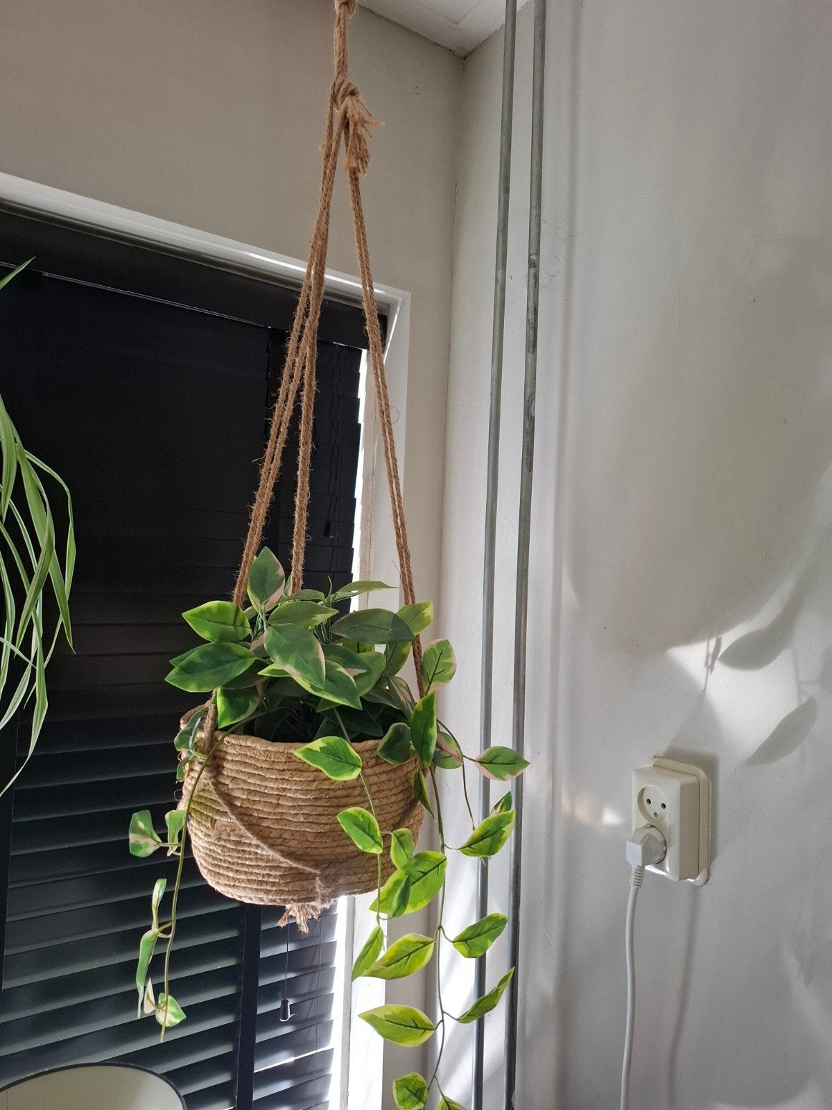 plant met hanger, Ophalen, Halfschaduw, Minder dan 100 cm