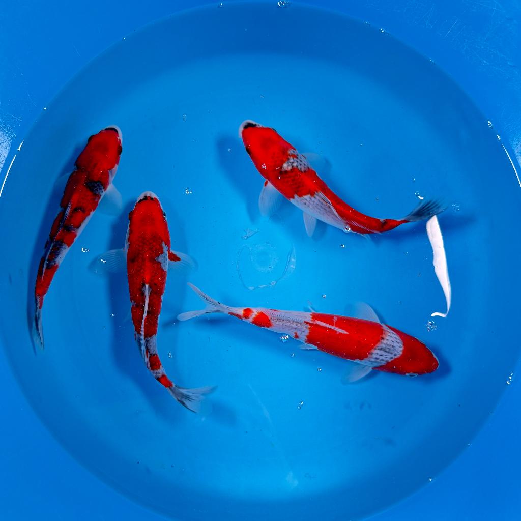 Goshiki | Tosai | Kawakami | 20-25cm | Japan Koi, Karper of Koi