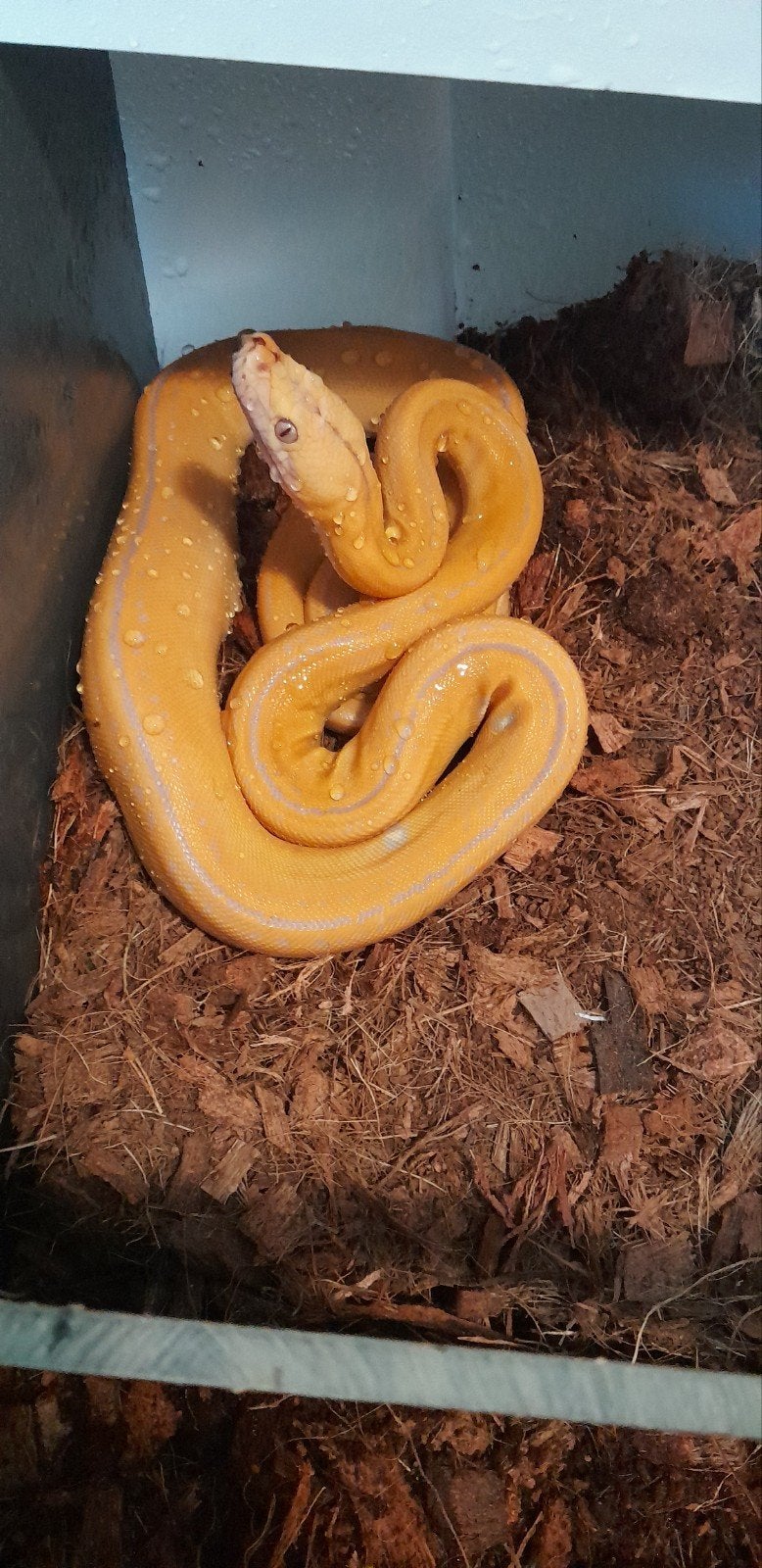 Purple albino goldenchild tiger  dwerg retic nk25 Reticulated Python - unknown for sale from Twan