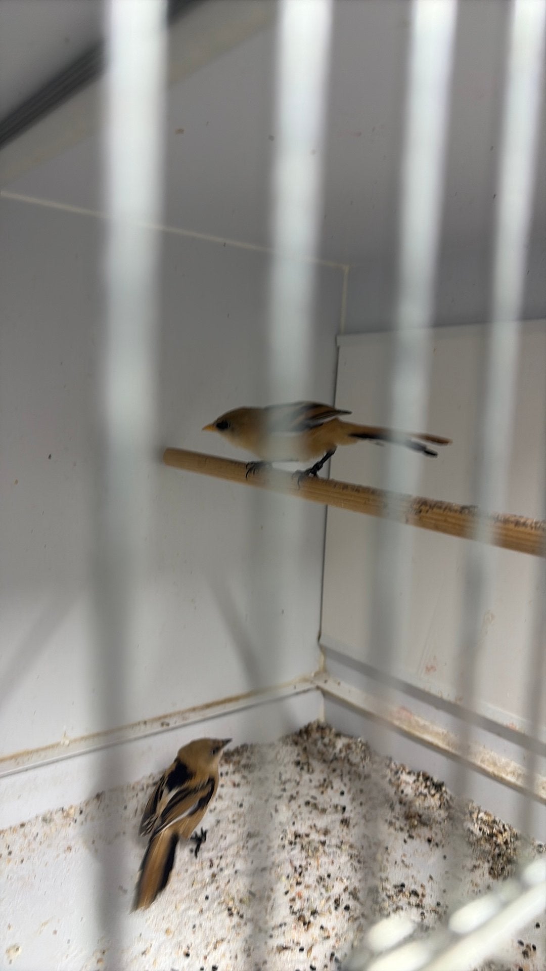 Koppel baardmannen, Meerdere dieren
