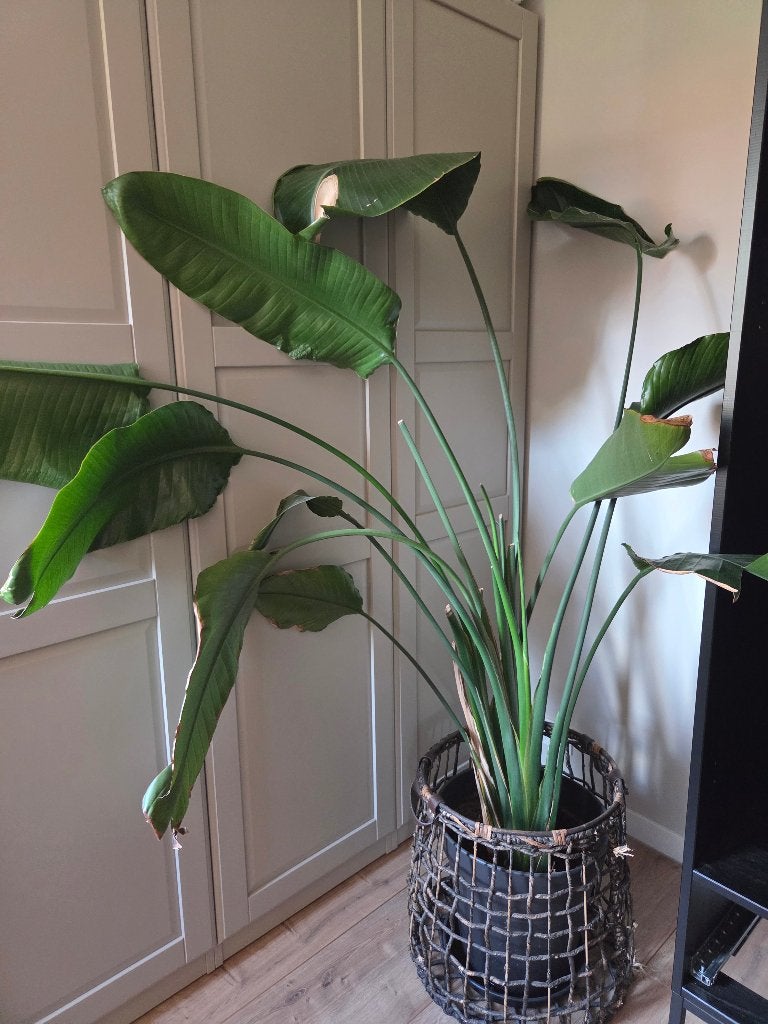 Strelizia Nicolai, Ophalen, 200 cm of meer, Overige soorten, In pot