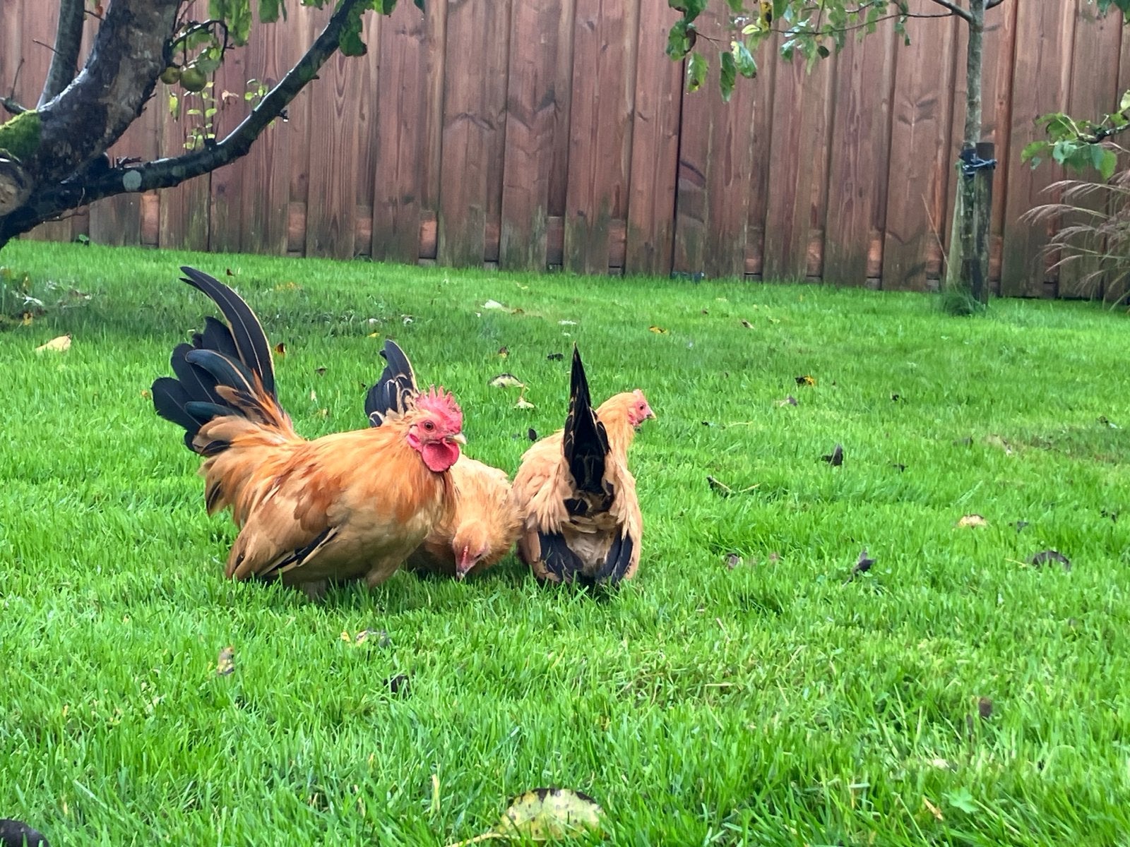 Chabo’s Geelzwart staart, Dieren en Toebehoren, Kip