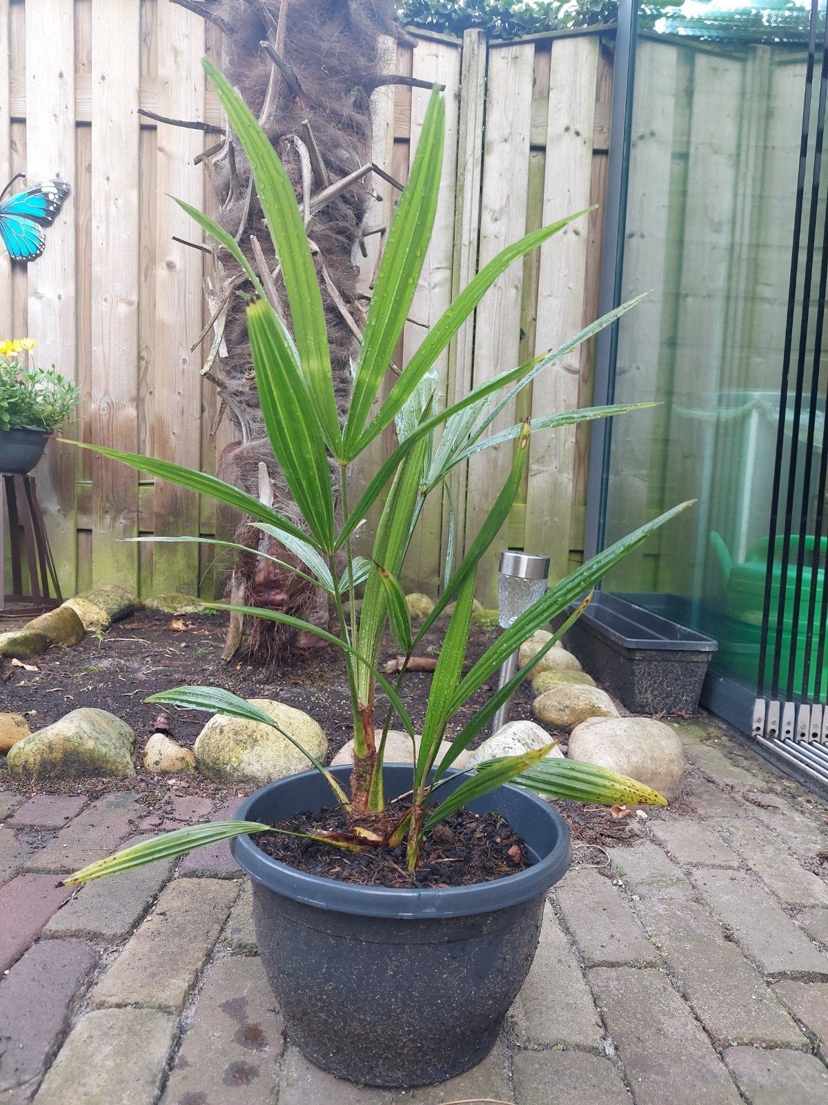 palmboompjes trachycarpus fortunei, Tuin en Terras, Minder dan 100 cm, Zomer, Palmboom, Ophalen