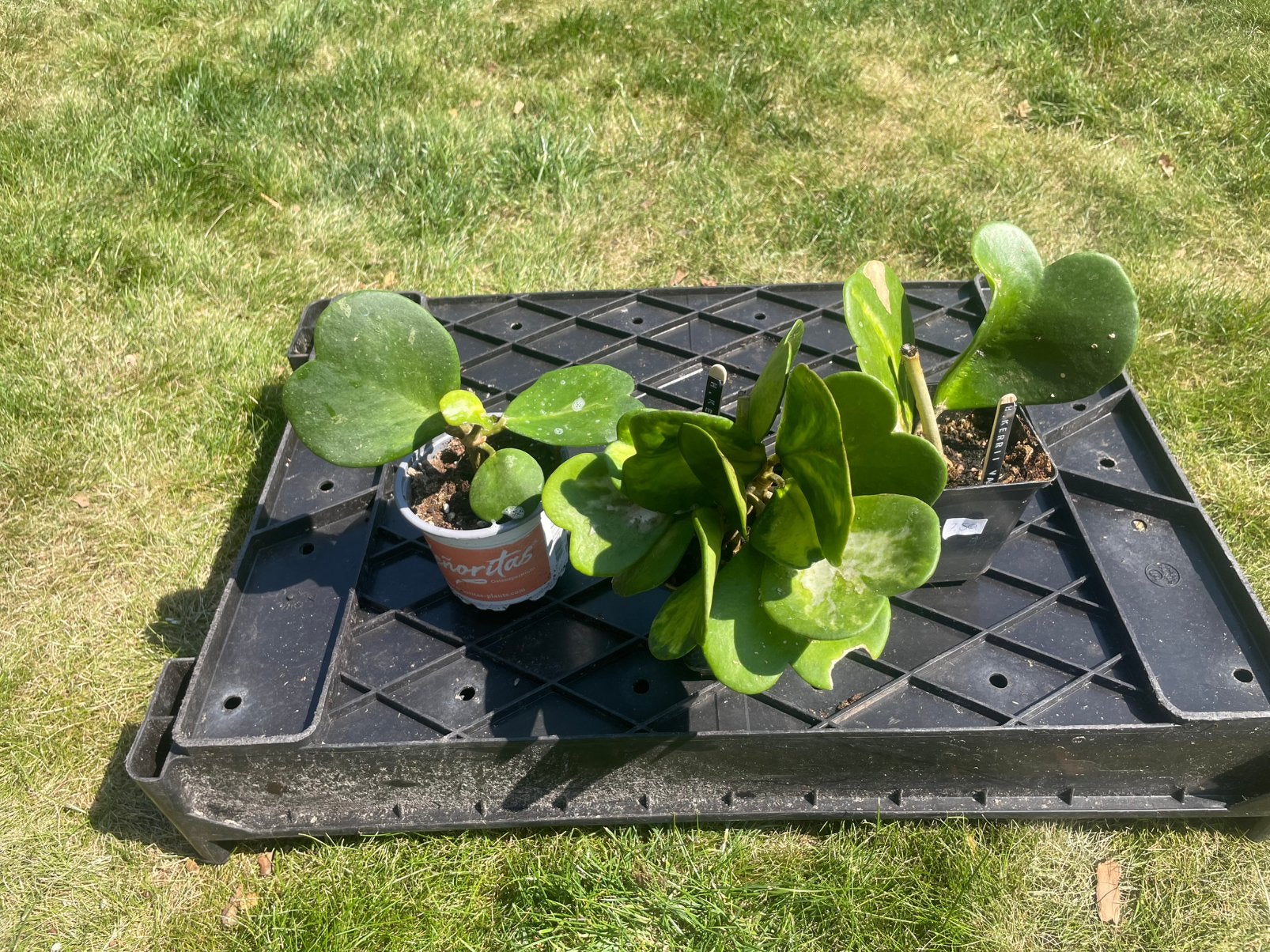 Hoya Kerrii variegata, Ophalen, Halfschaduw, Minder dan 100 cm
