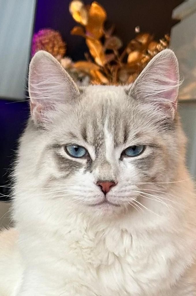 XXL Sibeer/Ragdoll kater 11 maanden zeer aanhankelijk, Kater, Ontwormd, 0 tot 2 jaar