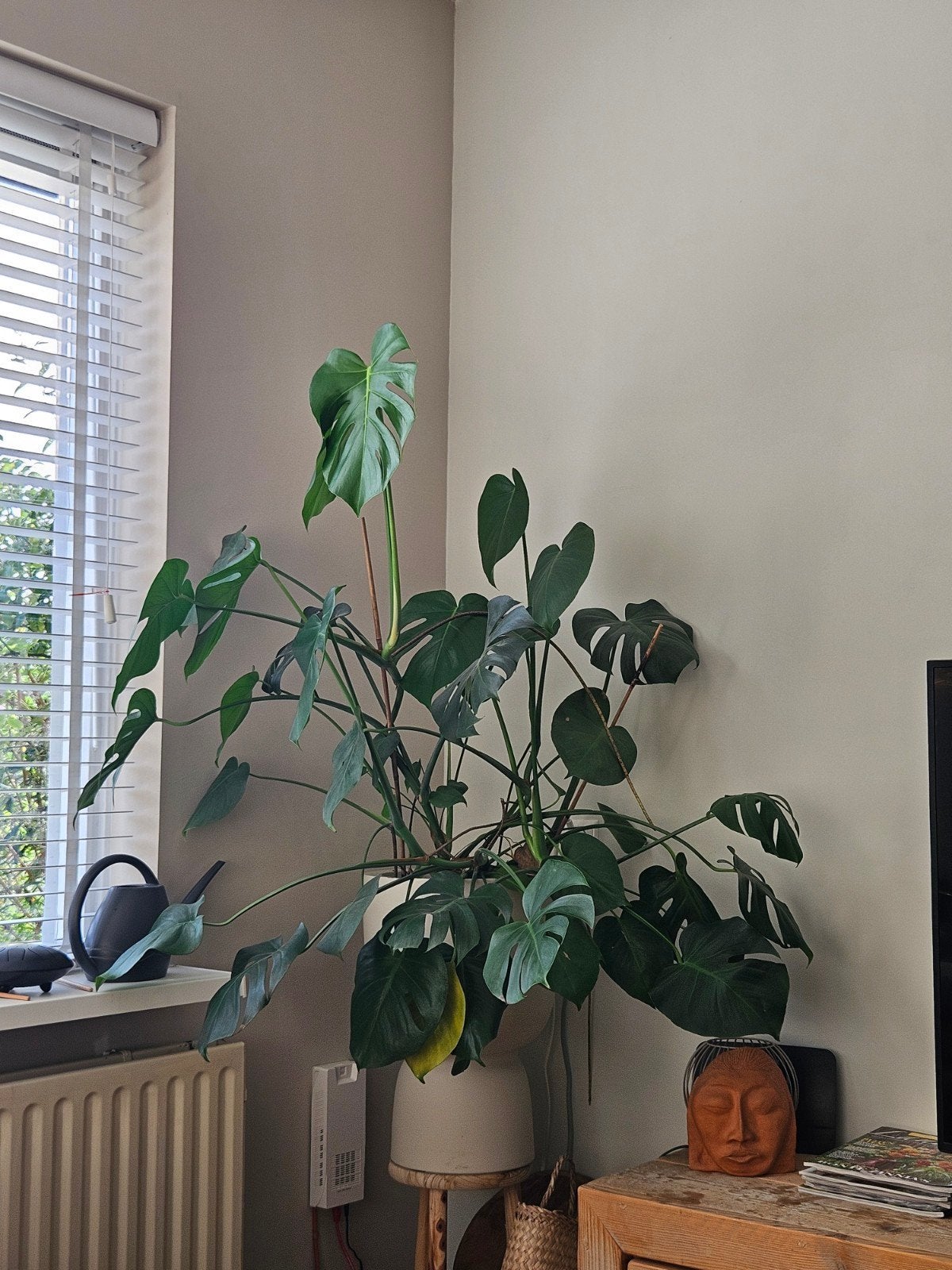 Gatenplant gratis op te halen zonder pot, Huis en Inrichting, Ophalen, Halfschaduw, Minder dan 100 cm