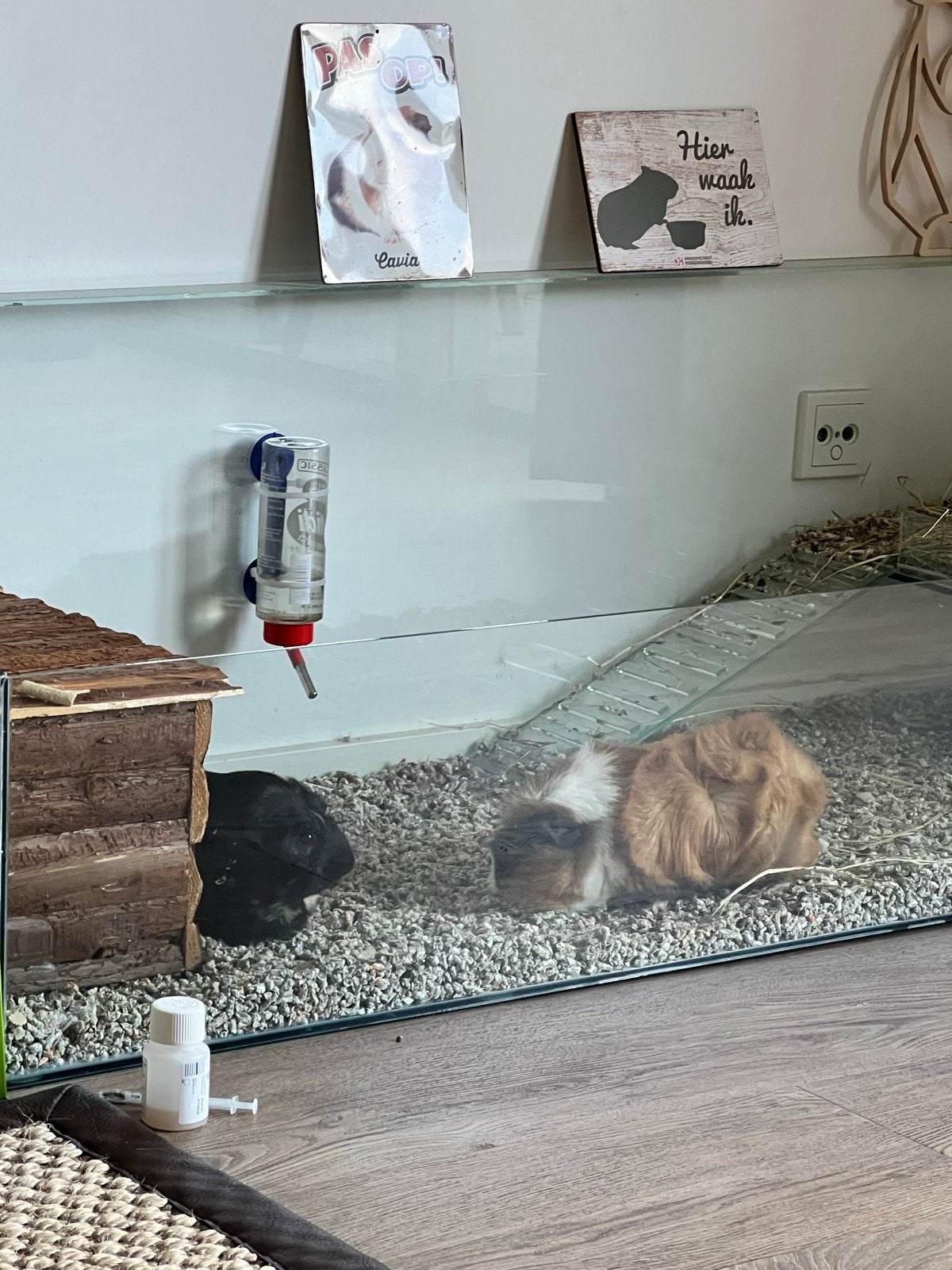 Cavia hok van glas 160 x 50 cm, Dieren en Toebehoren, Knaagdieren en Konijnen | Hokken en Kooien, Zo goed als nieuw, Hok, Minder dan 60 cm