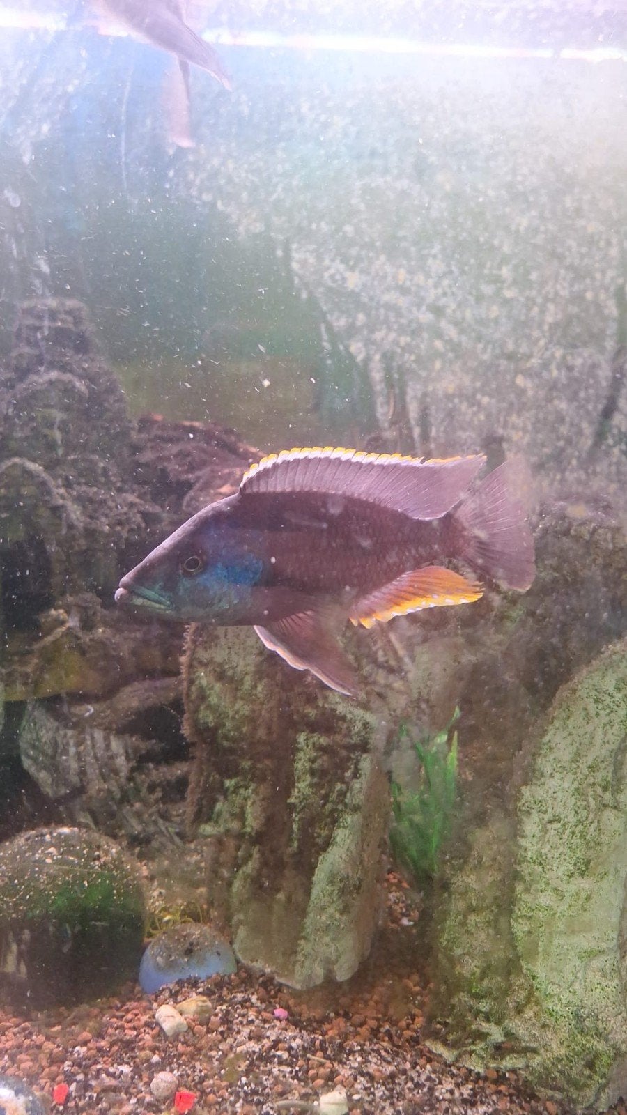 Cichlide, Dieren en Toebehoren, Vis