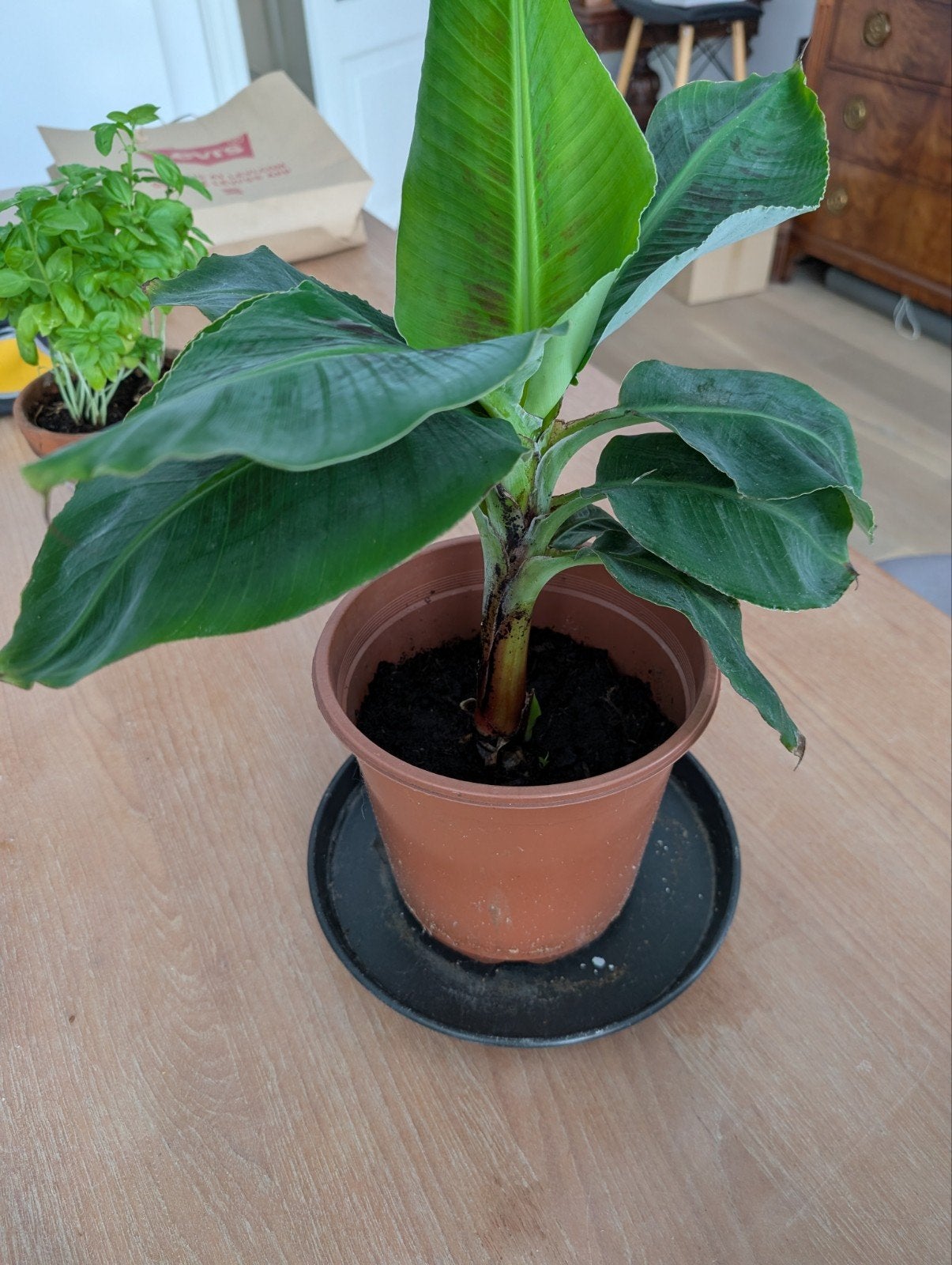Bananenplant 40cm hoog - Musa Basjoo, Tuin en Terras, Planten | Tuinplanten, Volle zon, Vaste plant, Bloeit niet, Ophalen