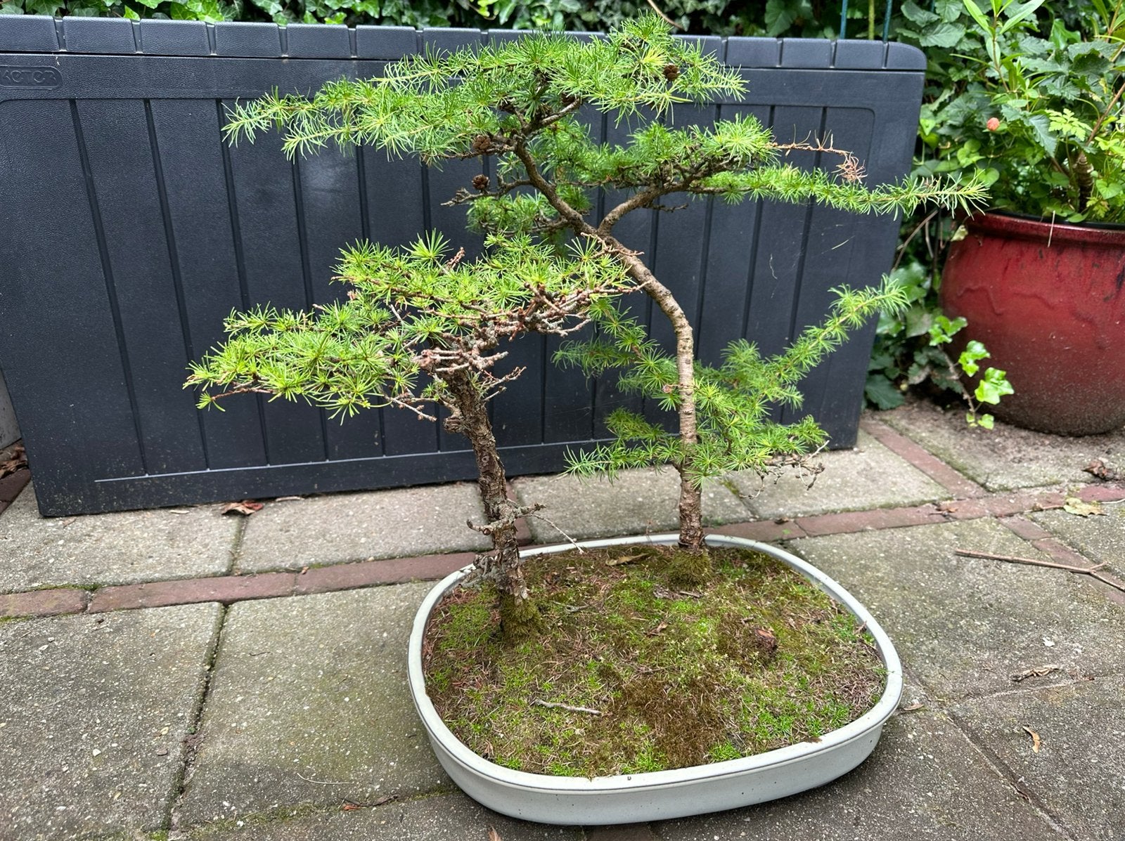 Larix bonsai met schaal, Ophalen, Vaste plant, Overige soorten, Halfschaduw