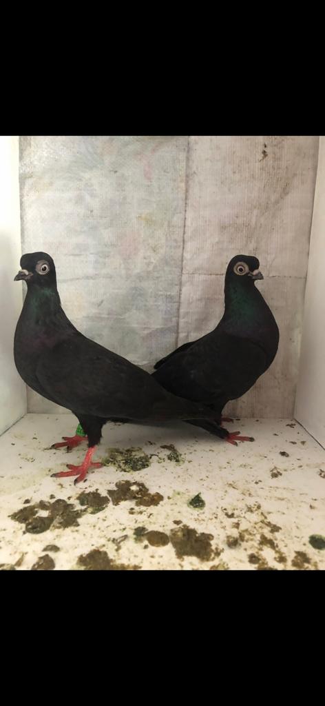 Erlauers duiven, Dieren en Toebehoren, Vogels | Duiven, Meerdere dieren, Overige soorten