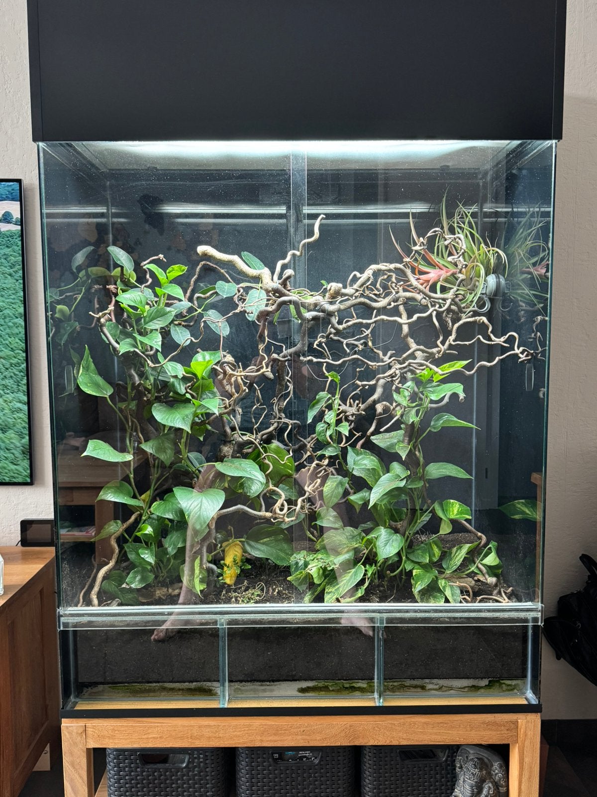 Goeddraaiend glasterrarium tbv Kameleon., Dieren en Toebehoren, Ophalen, Gebruikt, Terrarium of Paludarium