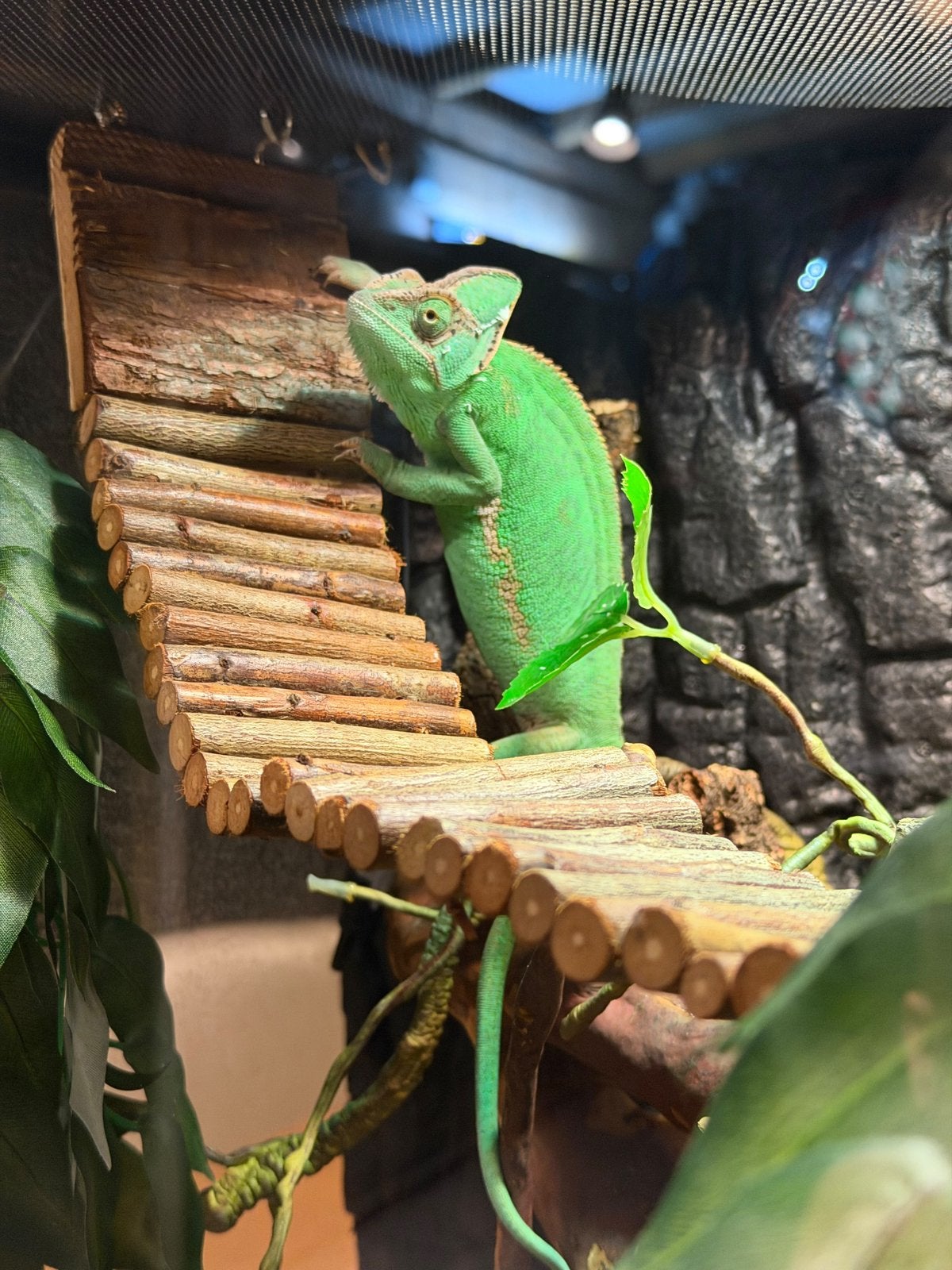 Kameleon 1 jaar oud Chameleon - female for sale from Lieke Menning