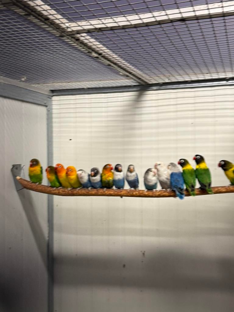 Diverse agapornissen, Dieren en Toebehoren, Meerdere dieren, Dwergpapegaai of Agapornis