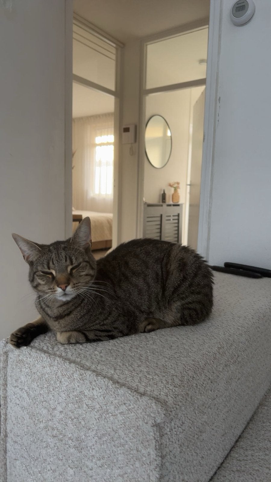 Europese korthaar, Dieren en Toebehoren, Kater, Ontwormd
