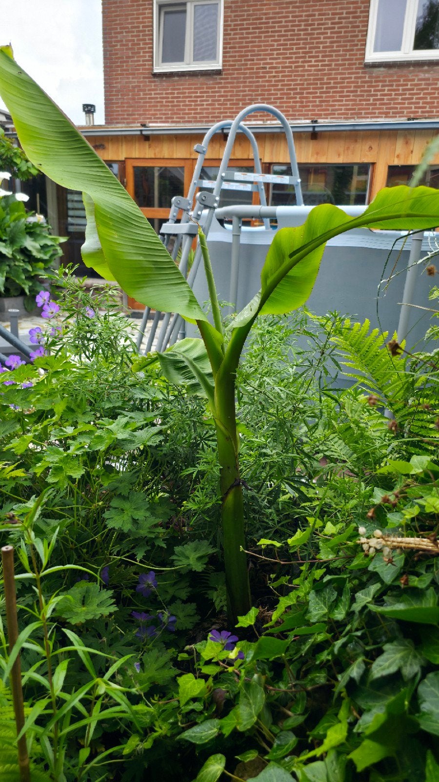 Jonge bananenplant (Musa basjoo) 1 Meter, Winterhard, Ophalen, Overige soorten, Volle zon