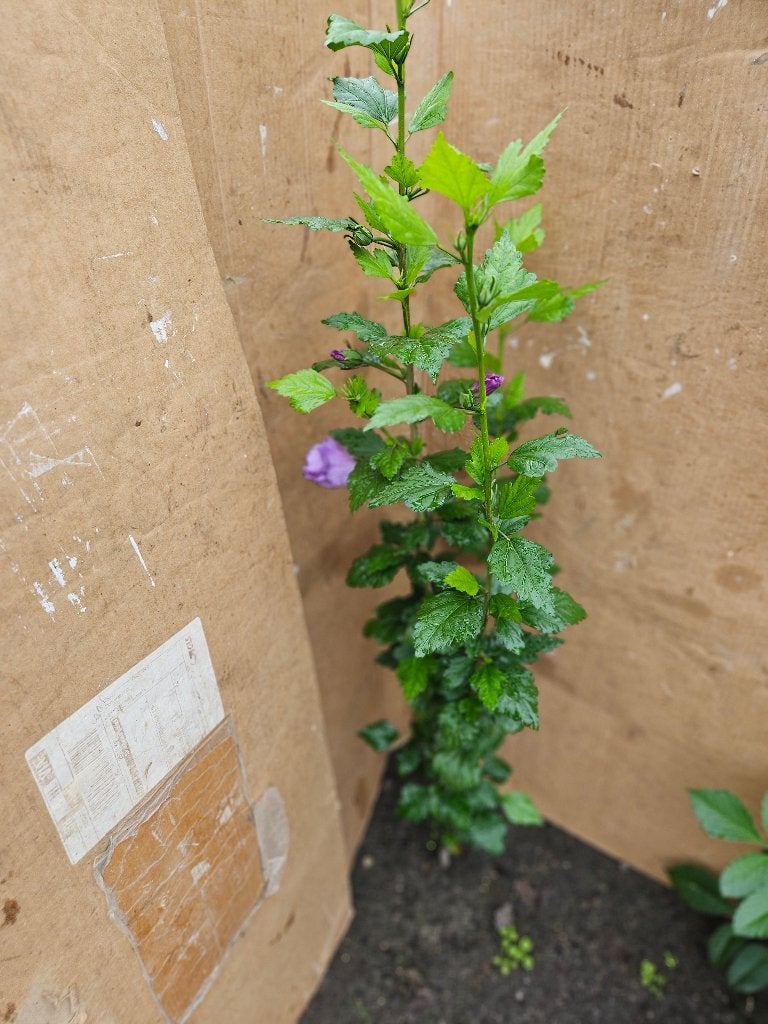 Hibiscus syriacus Lila 110 cm, Ophalen, Overige soorten, Struik, 100 tot 250 cm